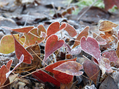 2018-01-21 Gartenimpressionen 4.jpg