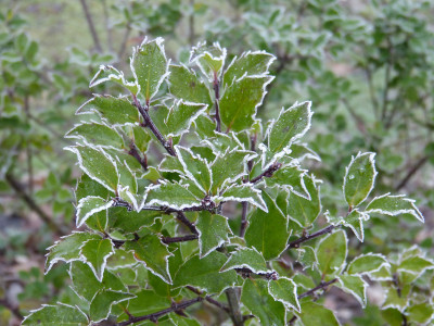 2018-01-21 Gartenimpressionen 5.jpg