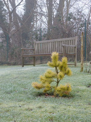 2018-01-21 Gartenimpressionen 6.jpg