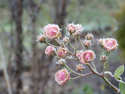 2018-01-21 Gartenimpressionen 10.jpg