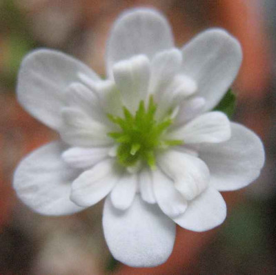 23.2.07._Hepatica_n._var._japonica_Hakurin__020.JPG