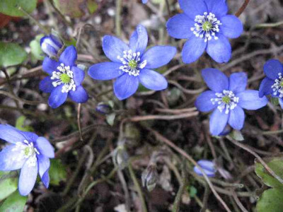 23.2.07._Hepatica_nobilis_Blaue_Brise_047.JPG