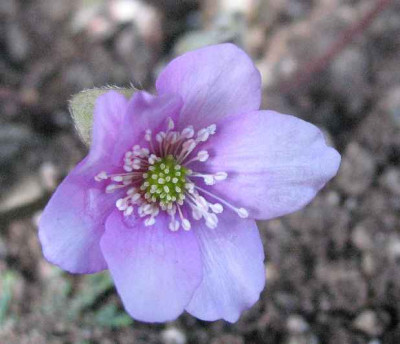 23.2.07._Hepatica_nobilis_Akki_006.JPG
