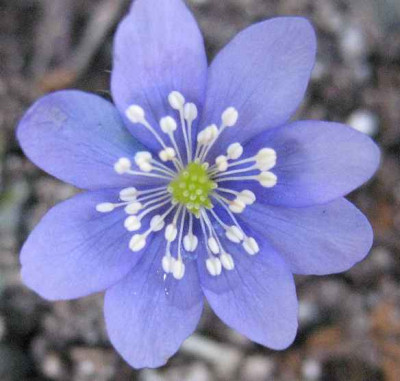 23.2.07._Hepatica__Gimmil_nobilis_010.JPG