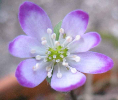 23.2.07._Hepatica_n._var._pubescens_f._rosea_052.JPG