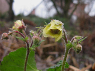 Winter Geum.JPG