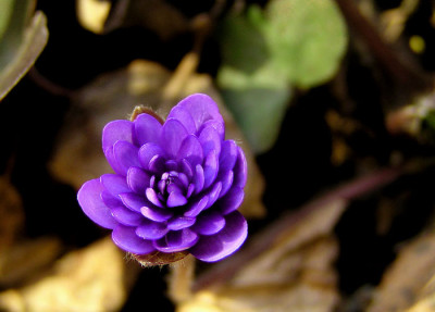 hepatica_nobilis_var_nobilis_lisa_2007.jpg