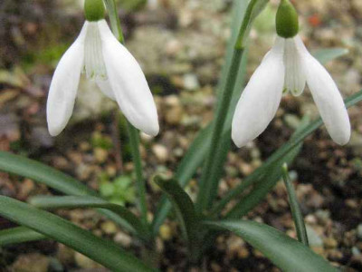 23.2.07.__Galanthus_nivalis_A18_fast_wei_040.JPG