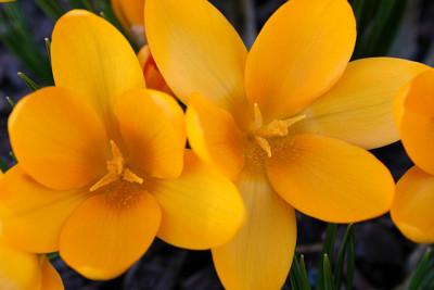 St_Crocusflavus0207.jpg
