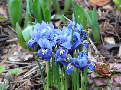 Garten_148.jpg