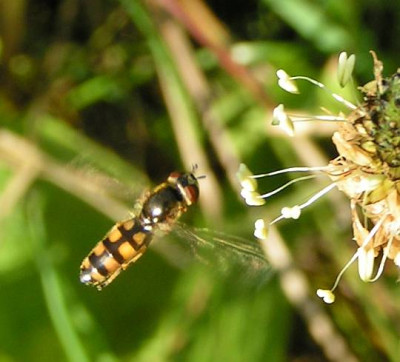 Melanostoma_spec_-_Schwebfliege_01c.jpg