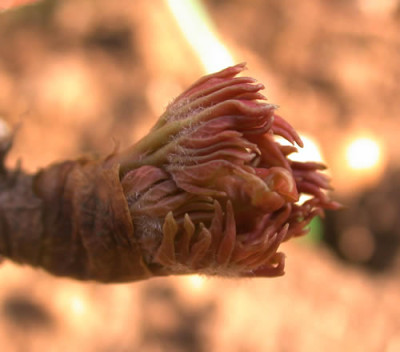 DSCN1963_Strauchpfingstrose_001_.jpg
