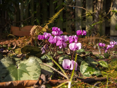 Cyclamen coum.jpg