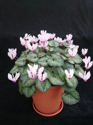Cyclamen unknown.jpg