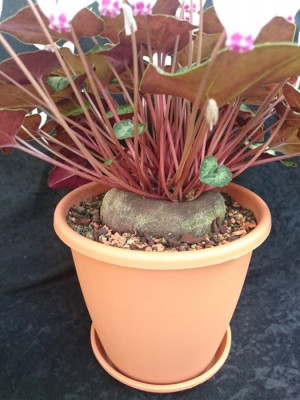 Tuber unknown.jpg