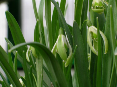 Galanthus_015.jpg