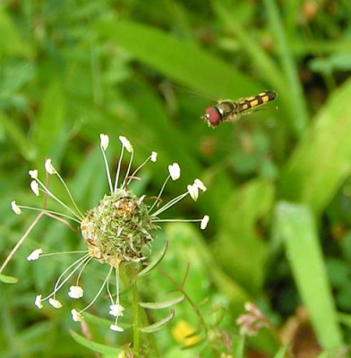 Melanostoma_spec_-_Schwebfliege_02a.jpg
