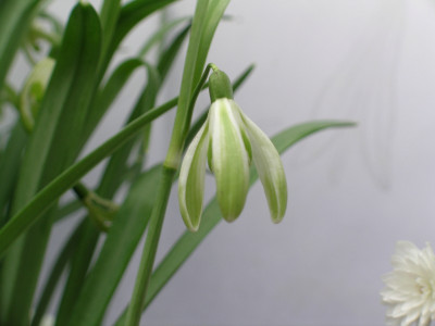 Galanthus_029.jpg