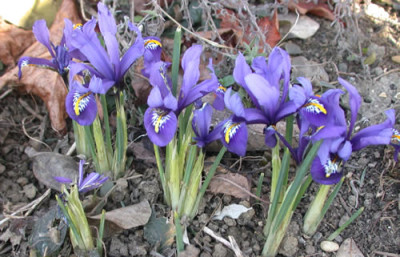 Zwerg-Iris_Harmonie_S_32131_76.jpg