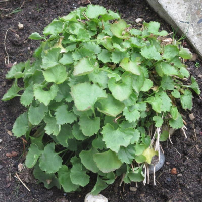 Campanula poscharskyana 'Stella'_6303.jpg