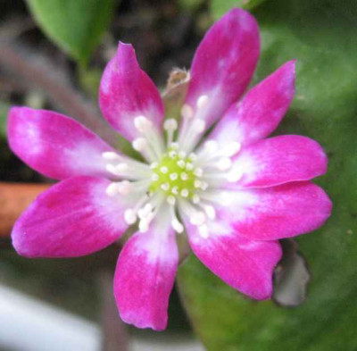 17.2.07._Hepatica_n._var._japo._Tsumabeni__009.JPG
