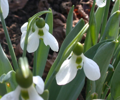 Schneeglockchen_N_32125_86.jpg