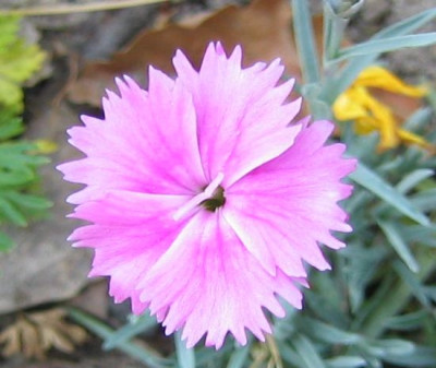 Dianthus_plumarius_20060505_01.jpg