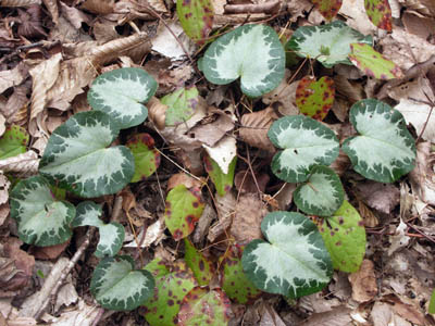 Superb Green Ice Croatia.jpg