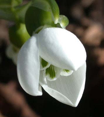 Schneeglockchen_N_31223_01.jpg