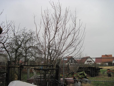 IMG_0323.JPG