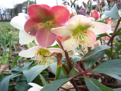 Helleborus_SilverMoon_20070223.jpg