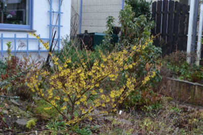 Hamamelis-ArnoldPromis.18-1.jpg