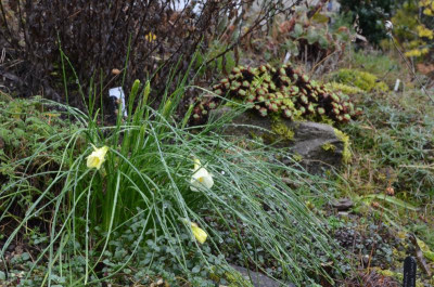 Narcissus_bulbocodium_conspicuus.18-1.jpg