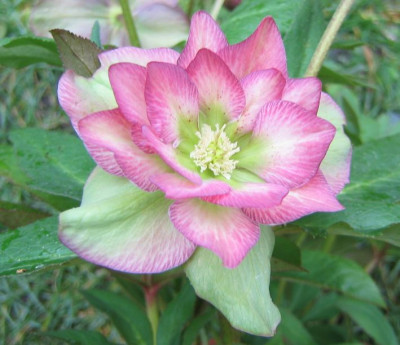 Helleborus_Melody_20070224-_01.jpg