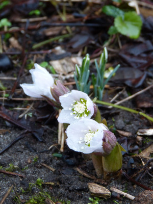 2018-01-25 Helleborus thibetanus.jpg