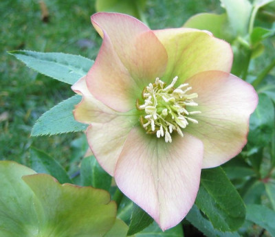 Helleborus_Melody_20070224_02.jpg