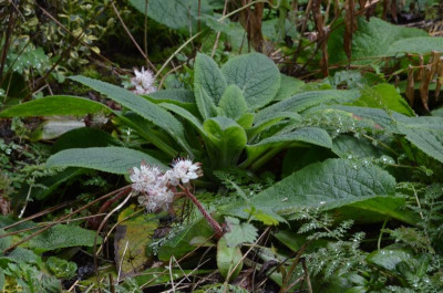 Chrysosplenium_macrophyllum.18-2.jpg