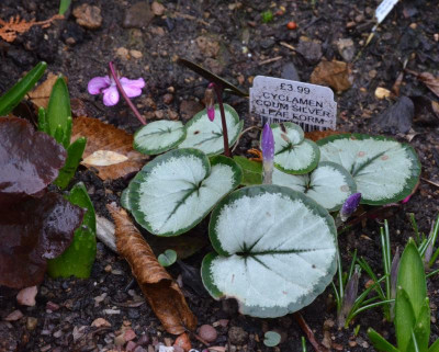 Cyclamen_coum-SilverLeaf.18-1.jpg