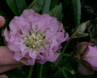 PICT0061.jpg