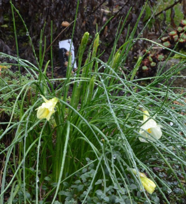 Narcissus_bulbocodium_conspicuus.18-1a.jpg