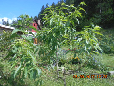 pfirsichbaum.jpg