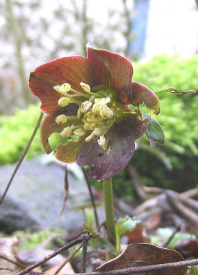 Helleborus_torquatus.jpg