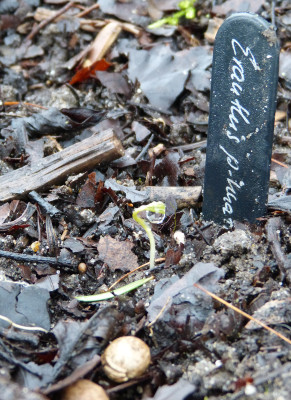 2018-01-26 Eranthis pinnatifida.jpg