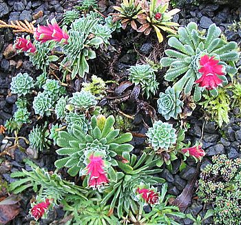 Saxifraga_grisebachii_2007.jpg
