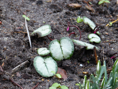 2018-01-26 Cyclamen coum 'Silver Leaf'.jpg