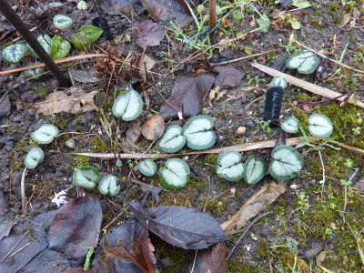 2018-01-26 Cyclamen coum.jpg