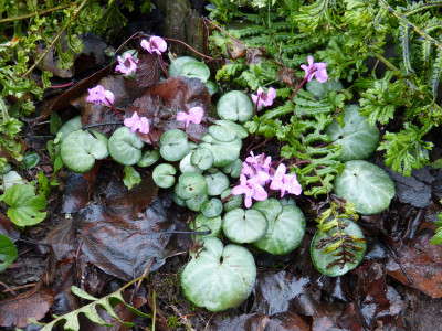 2018-01-26 Cyclamen coum 2.jpg