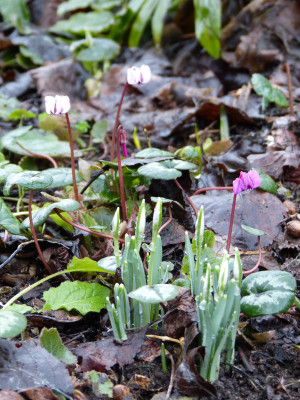 2018-01-26 Cyclamen Galanthus.jpg