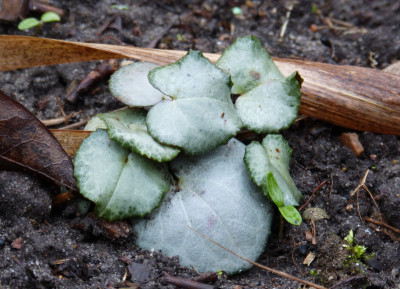 2018-01-26 Cyclamen purpurascens.jpg