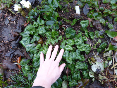 2018-01-26 Cyclamen hederifolium.jpg